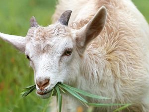 3 Alasan Mahasiswa Perlu Mencoba Investasi Kambing