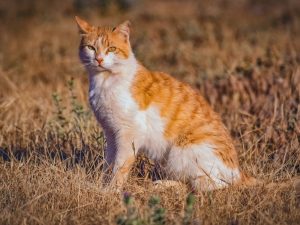 Kucing Jalanan dan Kucing Ras Nggak Ada Bedanya kalau Memang Beneran Cinta