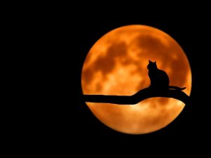 Kehadiran Kucing Menghindarkan Saya dari Gangguan Makhluk Halus
