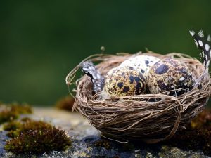 Ternak Puyuh dan Pasar yang Luput Diciptakan