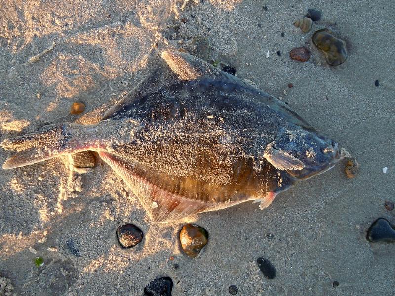 ikan terdampar tanda tsunami mitos penjelasan ilmiah penyebab ikan terdampar mojok.co