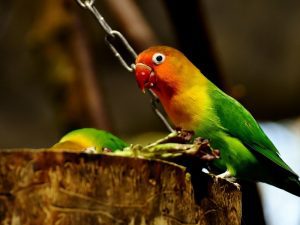3 Tips bagi Kicau Mania Pemula agar Tidak Menyesal dalam Membeli Burung