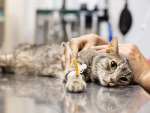 Cacingan pada Kucing Jangan Disepelekan, Bisa Berakibat Kematian