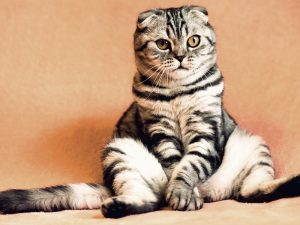 Ngakunya Pet Lovers tapi Nggak Mau Bersihin Kotoran Peliharaan Mending Pelihara Batu aja
