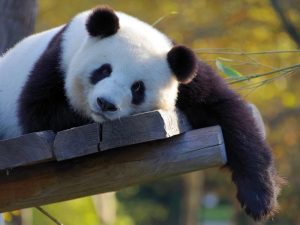 Cara Mudah Memecahkan Soal Bahasa Panda UTBK 2020