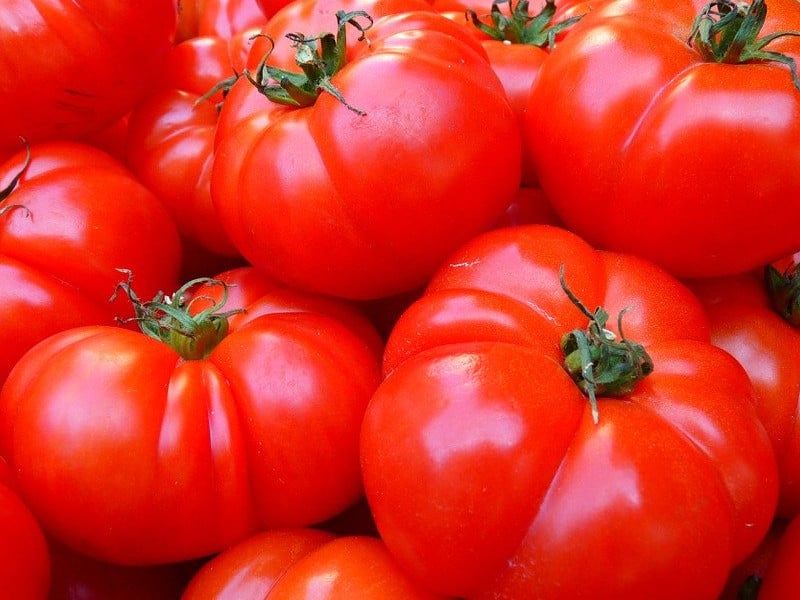 tips menanam tomat MOJOK