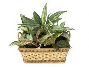 Geliat Aglaonema Sebagai Tren dan Bisnis Akibat Pandemi