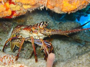 Jokowi, Tolong Dengarkan Suara Rakyat, Batalkan Kebijakan Ekspor Benih Lobster