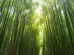 Mengenal Bambu Runcing, Pahlawan yang Dihargai Berlebihan