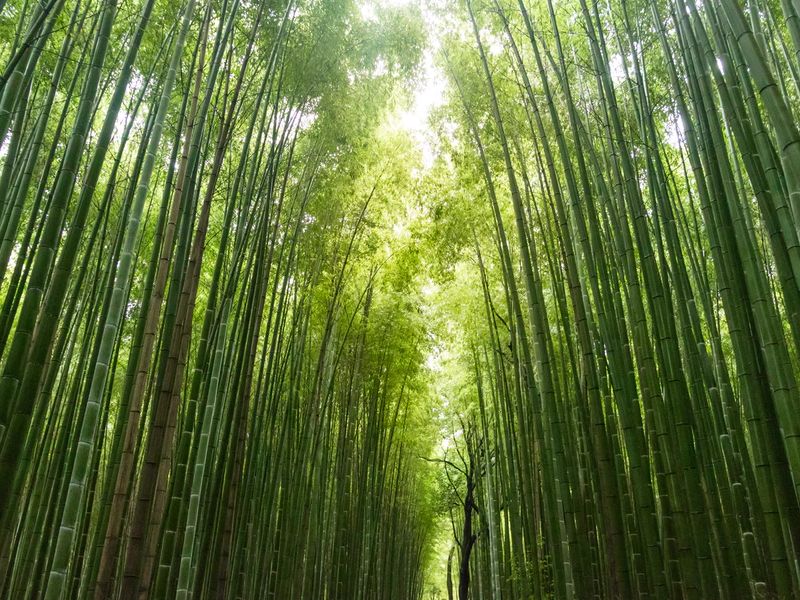 bambu runcing mojok