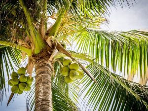 Suka Duka Menjadi Penjual Es Degan, dari Kelapa Jatuh Sampai Perang Harga