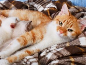 Pengalaman Berkali-kali Membantu Kucing Melahirkan