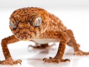 Beratnya Hidup Menjadi Seorang Penderita Phobia Cicak