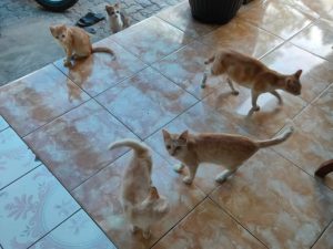 Dilema Melihara Kucing Liar: Bikin Iba, tapi Suka Ngeselin