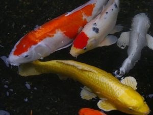 5 Dosa Pemilik Ikan Hias yang Bikin Ikan Tersiksa