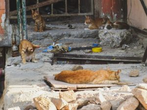 Hey, Jangan Suka Buang Anak Kucing Tanpa Induknya dong!