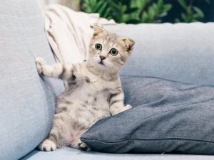 Kucing Anggora dan Kucing Persia Itu Beda, Tolong Jangan Keliru