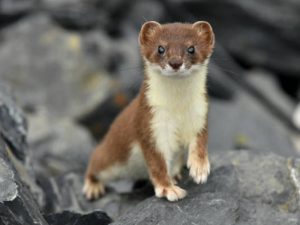 5 Jenis Musang yang Cocok Dipelihara karena Cepet Nurut
