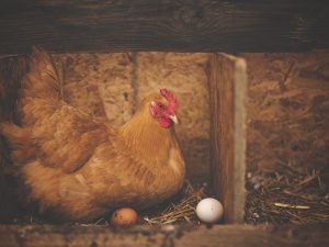 Daripada Memelihara Ayam Sendiri, Mending Serahkan Saja pada Ahlinya