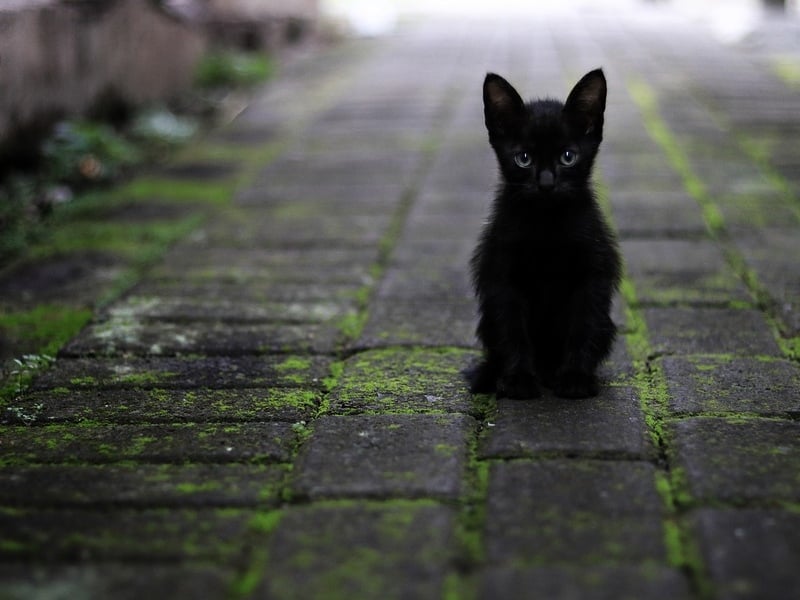 kucing hitam pembawa sial Hera Zeus mitos mojok