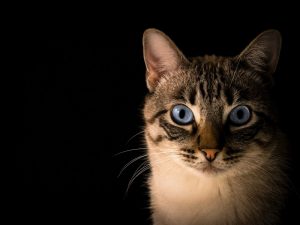 Perjalanan Transformasi Kucing: Dari Kucing Hutan hingga Kucing Rumahan