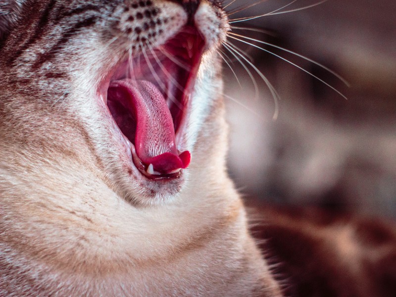 Sariawan Bisa Merupakan Tanda Stres atau Depresi – Terminal Mojok