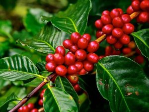 Mencoba Clear Coffee, Kopi Bening Tanpa Ampas yang Masih Beredar secara Terbatas