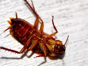 Kecoak Terbang Memberikan Kita Pelajaran tentang Rasa Aman