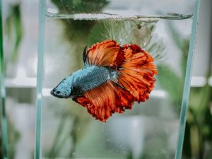 Suka Duka Saat Memelihara Ikan Cupang bagi Seorang Pemula
