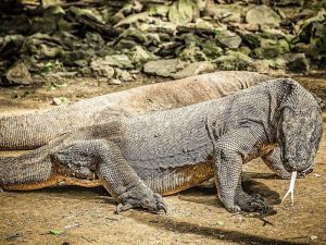 Mengenal Kehidupan Komodo: Hewan yang Paling Paham dengan Situasi Bahaya
