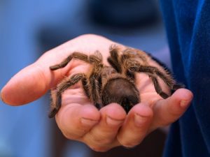 Reptil dan Tarantula Adalah Pilihan Tepat ketimbang Pelihara Hewan Lain