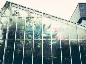 Urban Farming untuk Mengatasi Masalah Ketahanan Pangan, Realitas atau Ilusi?