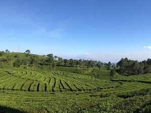 Culture Shock Wong Solo di Kota Kembang Bandung