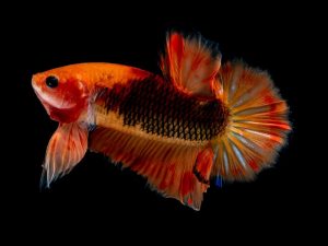 Kasus Pencurian Tanaman dan Ikan Hias Marak, Mending Perbanyak Sendiri daripada Mencuri
