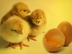Memberi Pakan Ayam Petelur Itu Challenging Walau Terkesan Boring