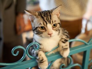 Manajemen Tai Kucing untuk Meningkatkan Harkat dan Martabat Mereka