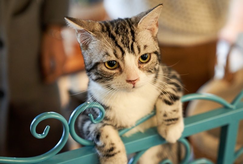 Manajemen Tai Kucing untuk Meningkatkan Harkat dan Martabat Mereka