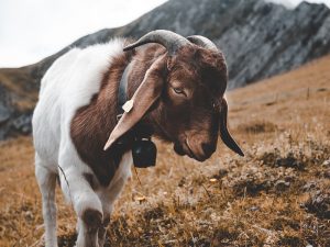 Cerita Jual Kambing: Dari Cempe Hamil Sampai Ngarit Pakai Cutter