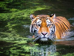 Hal-hal yang Terjadi jika Harimau Punah
