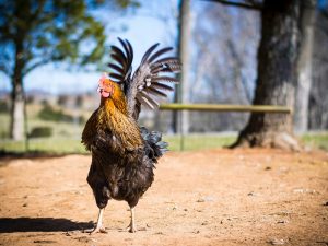 Butuh Kesabaran Ekstra kalau Punya Tetangga yang Pelihara Ayam Kampung