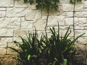 Belajar Pentingnya Menanam Tanaman dari Gim Plants vs Zombie