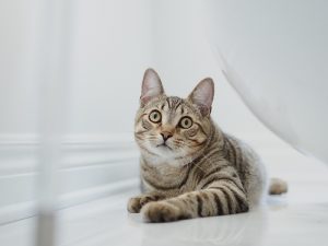 Alasan Kucing Suka Keranjingan Ikut Babunya ke Kamar Mandi