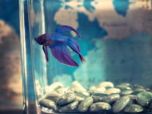 Mempelajari Kembali Babasan Gara-gara Ikan Cupang