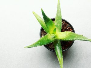 4 Bahan Skincare Korea yang Sebenarnya Bisa Kita Temukan di Sawah dan Ladang
