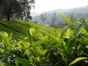20 Tahun Setelah Petualangan Sherina, Lembang Benar-benar Berubah