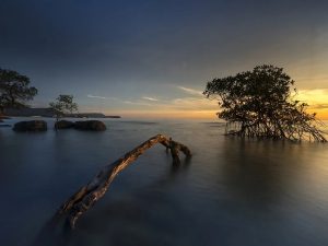 Mangrove, Bakau, Salah Kaprah Istilah, dan Pentingnya Pengetahuan Toponimi