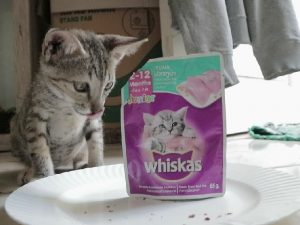 Bagi Saya, Whiskas Adalah Makanan Kucing yang Berbahaya