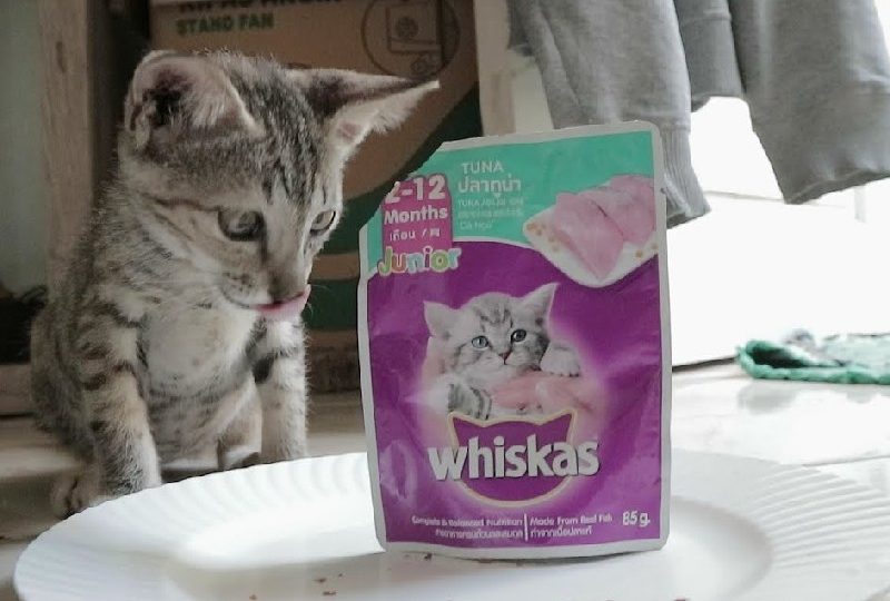 Bagi Saya, Whiskas Adalah Makanan Kucing yang Berbahaya – Terminal Mojok