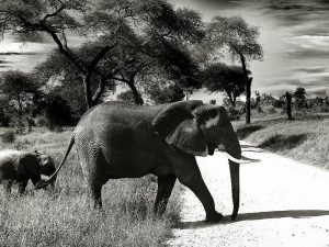 Surat Terbuka untuk Pengelola Taman Safari Indonesia dan para Pengunjung