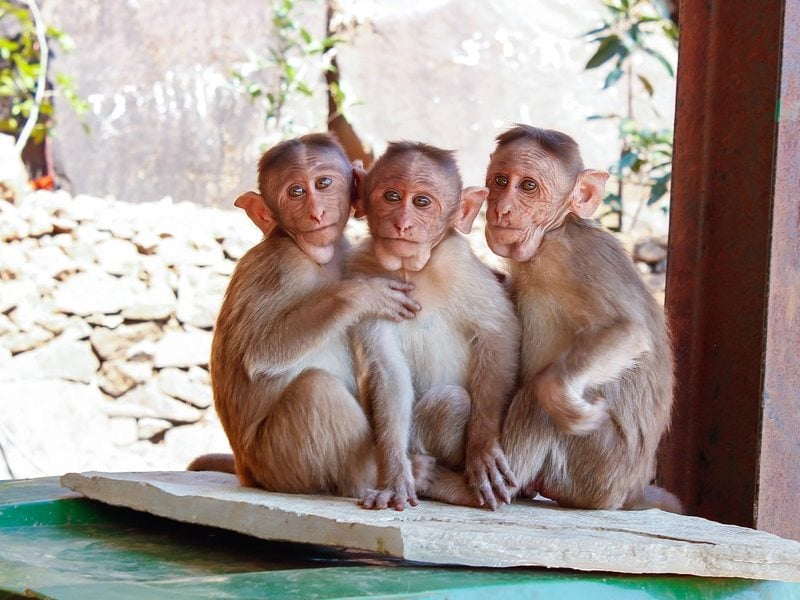 Pelihara Primata buat Pamer di Medsos Nggak Semenyenangkan Itu terminal mojok